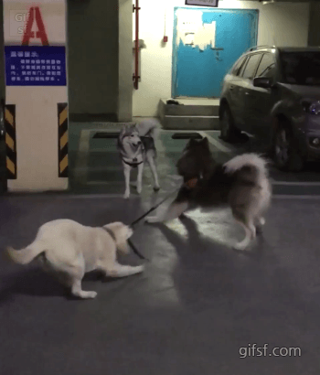 2130706433_0rQ7sb1I_e3d790814ffe3b92513549739c89b839bad09f5b.gif