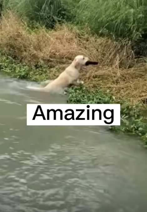 2130706433_CjAw7rOi_d10eb9fe1bec9968c07a2365ac13aec481ca1d7d.png