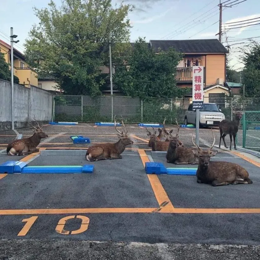 일본 나라시의 사슴 주차장