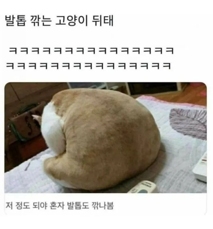 발톱깎는 고양이 뒷태